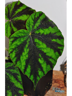 Begonia tuberculosa G. Sinabung