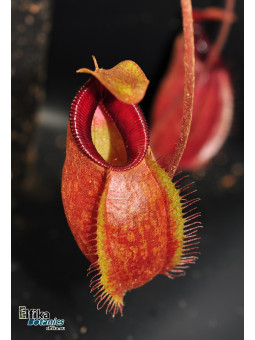 Nepenthes aristolochioides x diabolica (male)