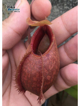 Nepenthes aristolochioides x diabolica (male)