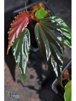 Begonia harauensis