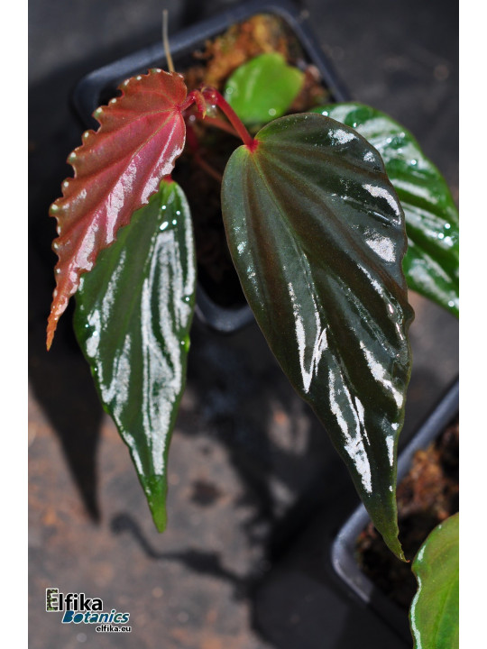 Begonia harauensis