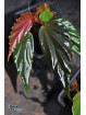Begonia harauensis