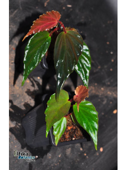 Begonia harauensis