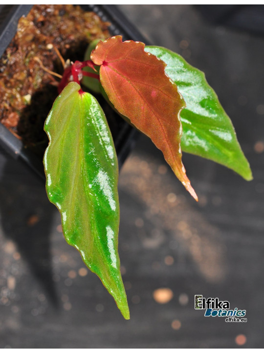 Begonia harauensis