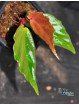 Begonia harauensis