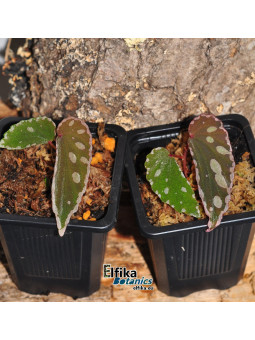 Begonia sp. Umbrella x nothobaramensis (gxEB24)