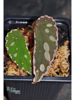 Begonia sp. Umbrella x nothobaramensis (gxEB24)