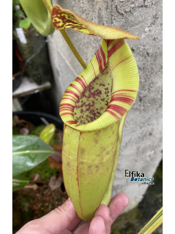 Nepenthes burbidgeae x edwardsiana (male)