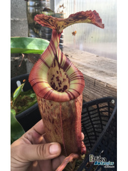 Nepenthes burbidgeae x edwardsiana (mâle)