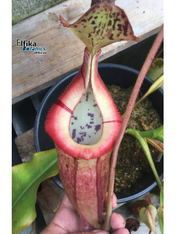 Nepenthes burbidgeae x edwardsiana (male)