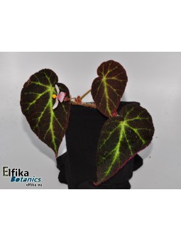 Begonia sp. Sumatra Utara