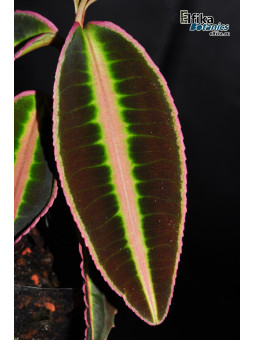Emblemantha sp. Line (Fluo Green)