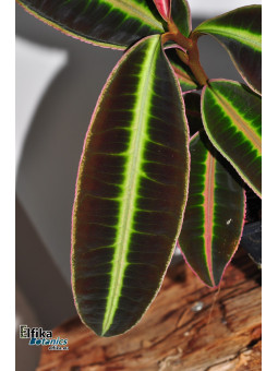 Emblemantha sp. Line (Fluo Green)