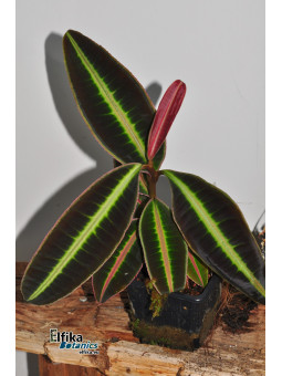 Emblemantha sp. Line (Fluo Green)