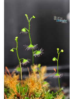 Drosera macrantha Rock Outcrop