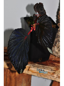 Begonia sp. Kalimantan Black White Tip