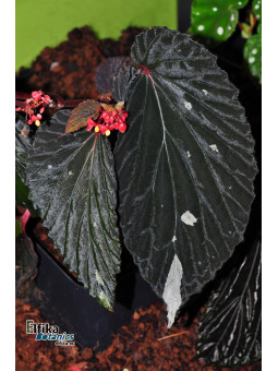 Begonia sp. Kalimantan Black White Tip