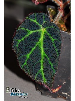 Begonia sp. Sumatra Utara