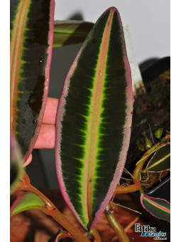 Emblemantha sp. Line (Wide Edge)