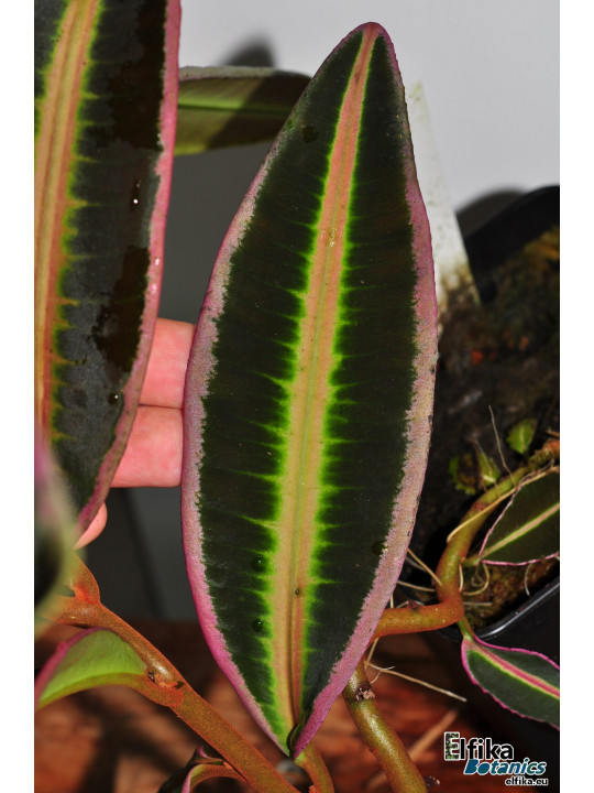 Emblemantha sp. Line (Wide Edge)