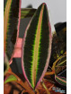 Emblemantha sp. Line (Wide Edge)