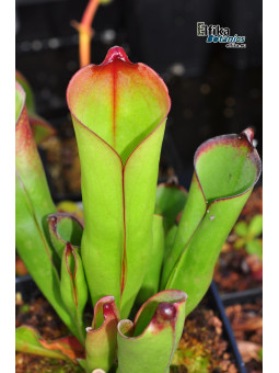 Heliamphora purpurascens Ptari