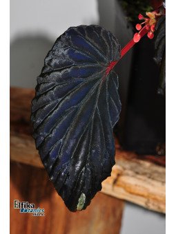 Begonia sp. Kalimantan Black White Tip