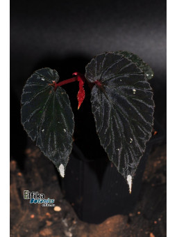 Begonia sp. Kalimantan Black White Tip