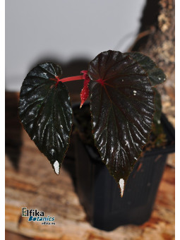 Begonia sp. Kalimantan Black White Tip