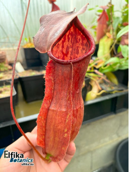 Nepenthes bokorensis x khasiana