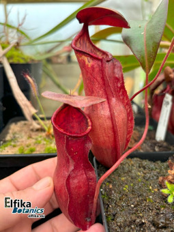 Nepenthes bokorensis x khasiana
