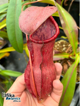 Nepenthes bokorensis x khasiana