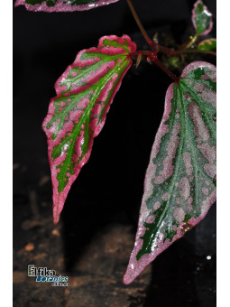 Begonia sp. Lampung Crazy Pink (Pink)