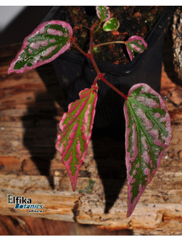 Begonia sp. Lampung Crazy Pink (Pink)
