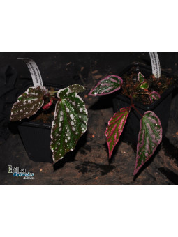Begonia sp. Lampung Crazy Pink (Silver)