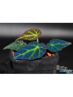 Begonia sp. Sumatra Utara