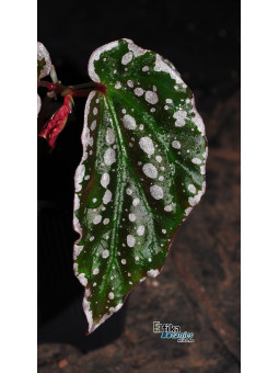 Begonia sp. Lampung Crazy Pink (Silver)