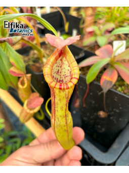 Nepenthes bokorensis x (mira x tenuis) fem.2