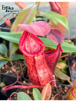 Nepenthes bokorensis x (mira x tenuis) fem.2