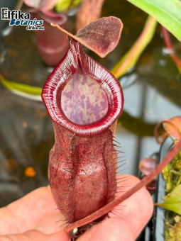 Nepenthes bokorensis x (mira x tenuis) mal.1