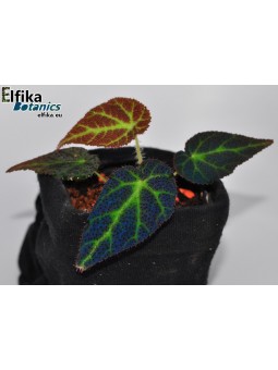 Begonia sp. Sumatra Utara