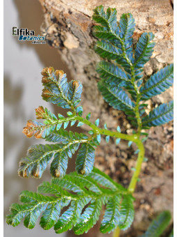 Selaginella sp. Hologram