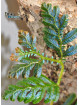 Selaginella sp. Hologram