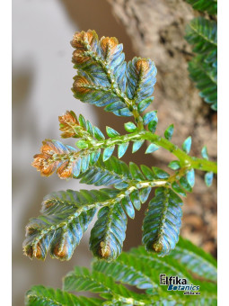 Selaginella sp. Hologram