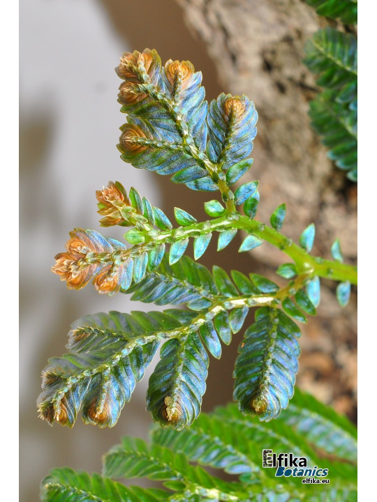 Selaginella sp. Hologram