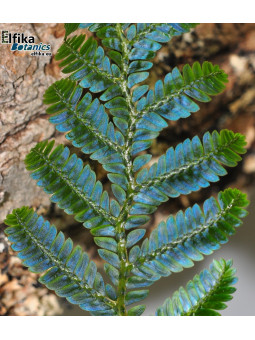 Selaginella sp. Hologram