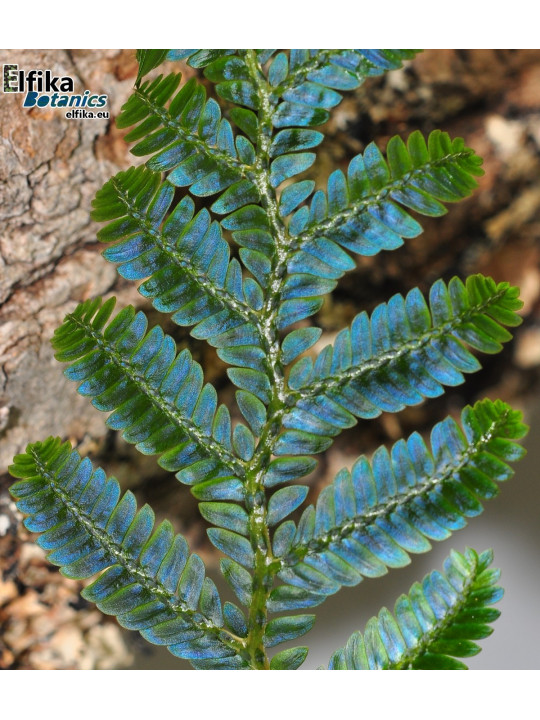 Selaginella sp. Hologram