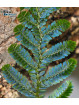 Selaginella sp. Hologram