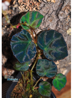 Begonia sp. lichenora Blue Sarawak