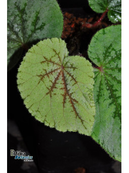 Begonia lii